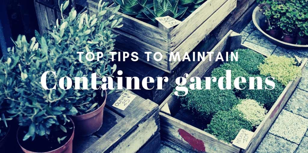 Top tips to maintain container gardens