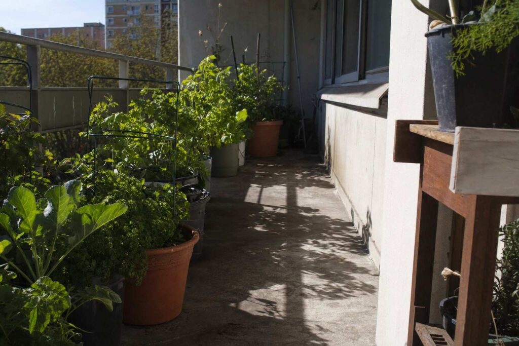 Strong directional sunlight crossing a balcony with potted plants, casting long shadows