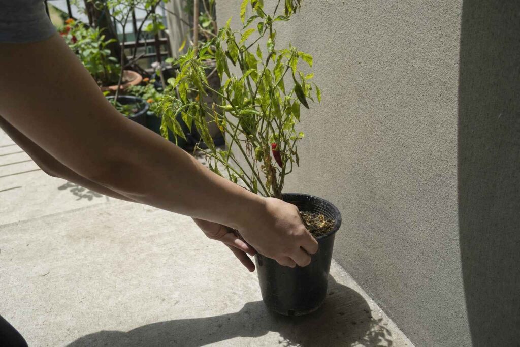 Hands sliding a black plastic pot with a wilting plant out of harsh midday sun into shade
