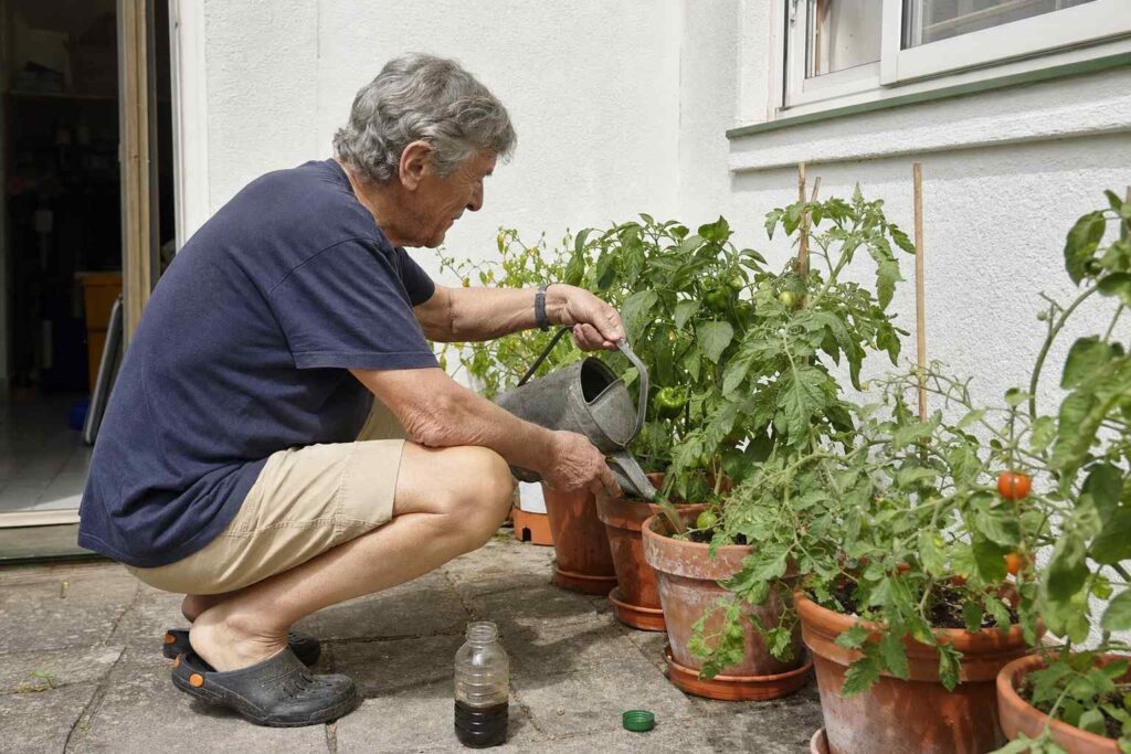 A man watering container vegetables on a patio with a watering can of diluted liquid feed