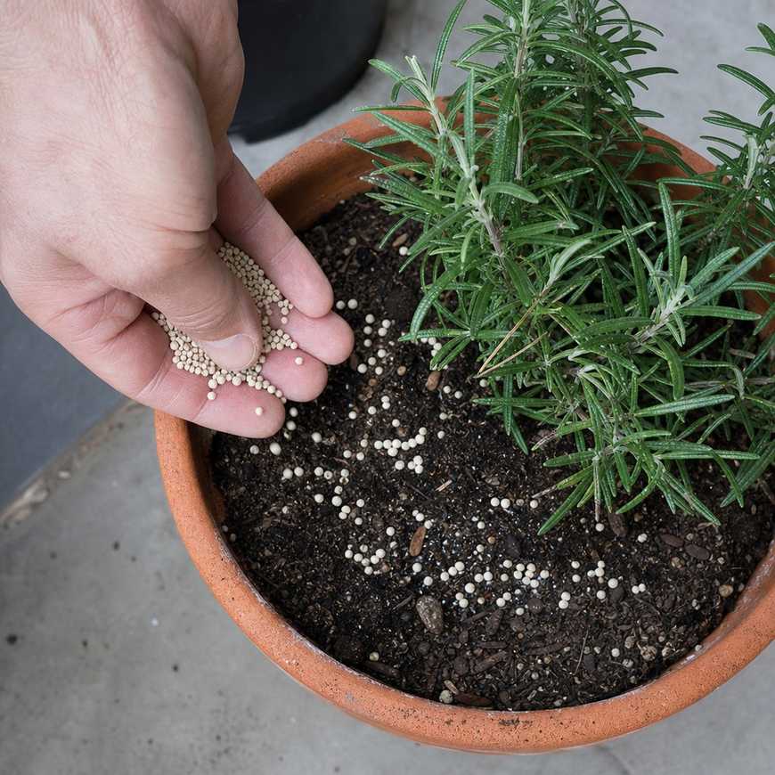 Small fertilizer prills being scattered onto the potting mix surface of a container