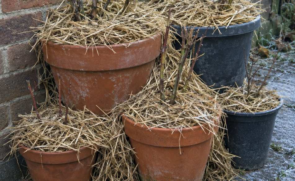 Pots grouped tightly against a wall and packed around with straw