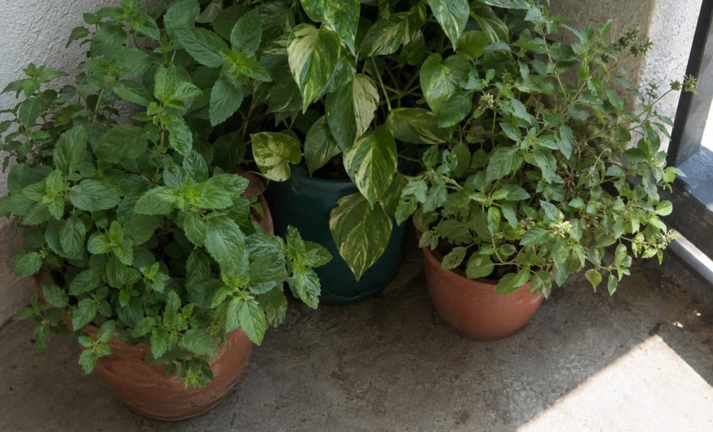 Three pots jammed rim to rim in a shaded balcony corner, their leaves overlapping