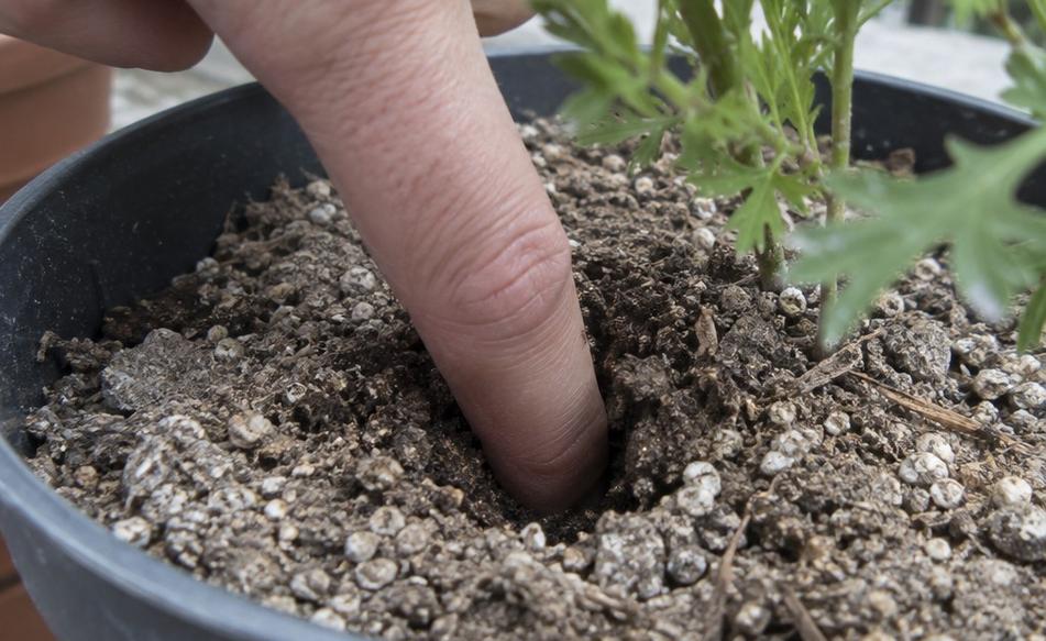 A finger pushed two inches down into the potting mix of a plastic pot