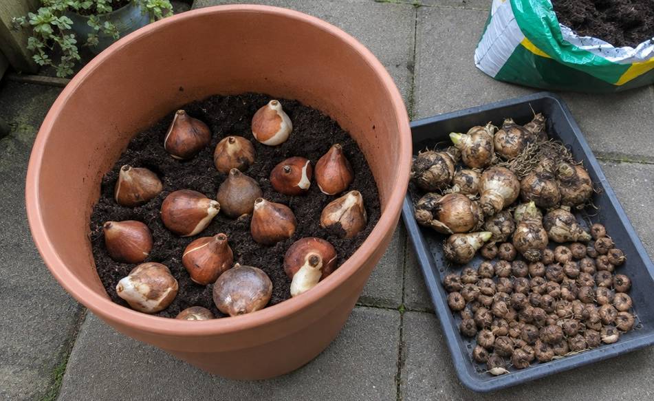 Large bulbs on a bed of mix in a deep pot, with a second handful of smaller bulbs waiting beside it