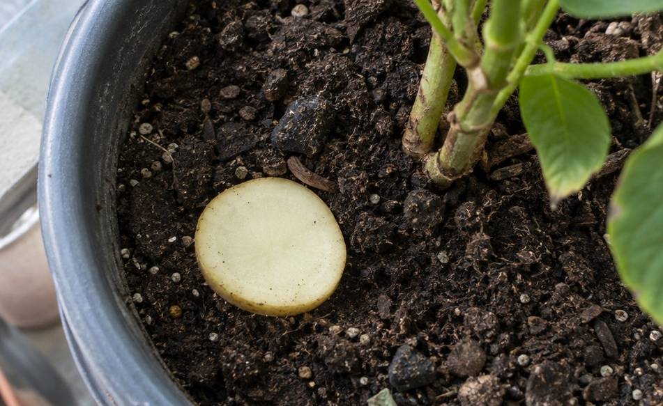 A thin slice of raw potato lying on the potting mix of a houseplant pot