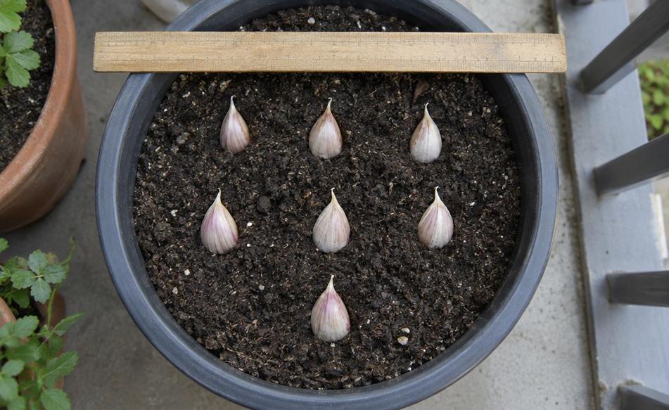 Garlic cloves set out in rows on the surface of potting mix in a deep round pot