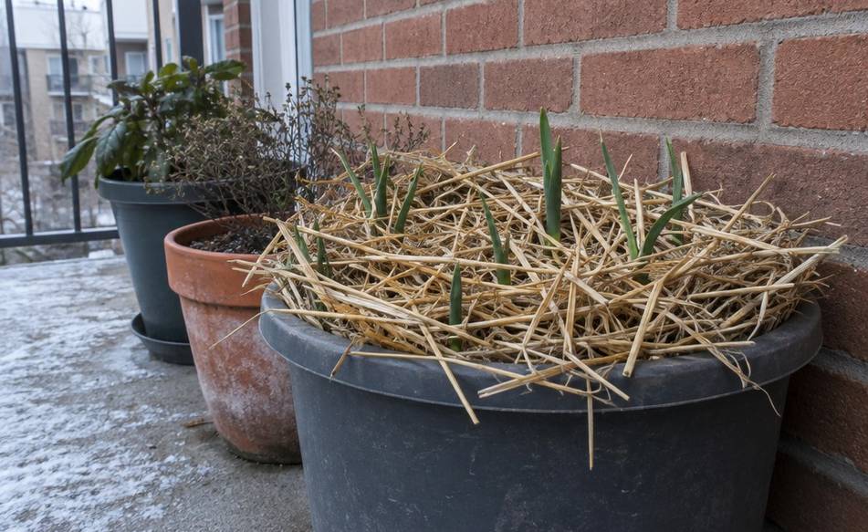 A garlic pot topped with straw, pushed against a sheltered balcony wall in winter
