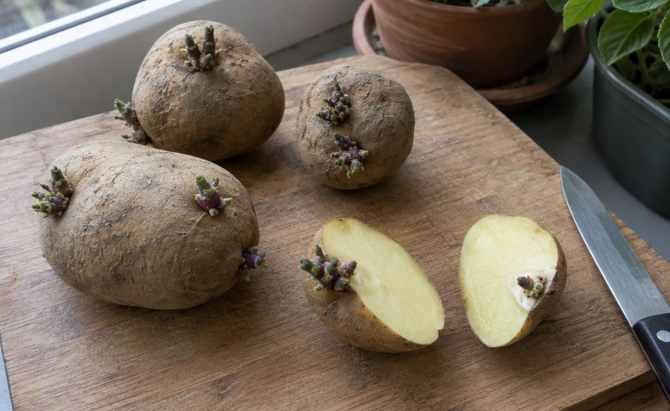 Sprouting seed potatoes cut into pieces on a board, each piece with an eye