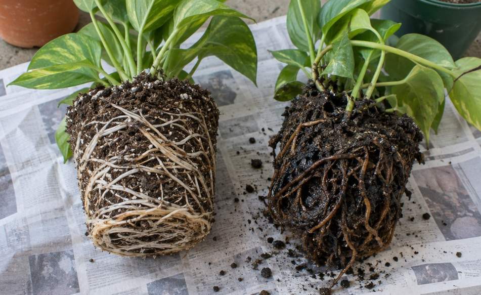 Two root balls side by side on newspaper, one with pale firm roots and one with dark soft roots
